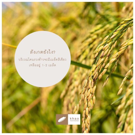 ข้าวไรซ์เบอร์รี่ ตราข้าวธรรมชาติ” บรรจุถุงสุญญากาศ ขนาด 1 กิโลกรัม - Image 4