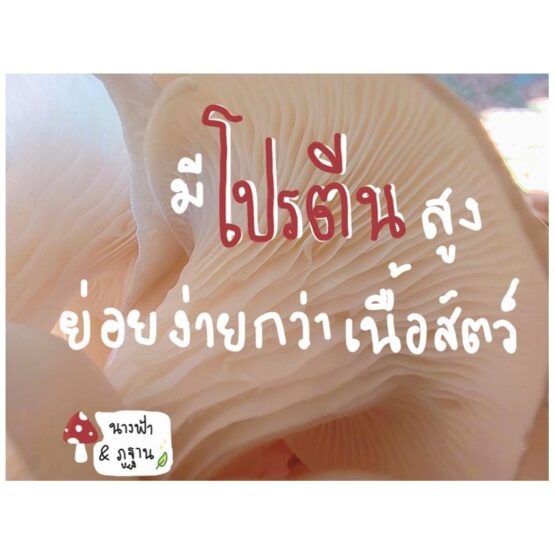 ก้อนเห็ดนางฟ้า - Image 4