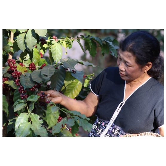 กาแฟสด คั่วกลาง (เมล็ดคั่ว) ยี่ห้อพยัคฆ์กาแฟ(Payak Coffee) 100% Arabica Coffee Beans  ขนาด 500 กรัม - Image 2