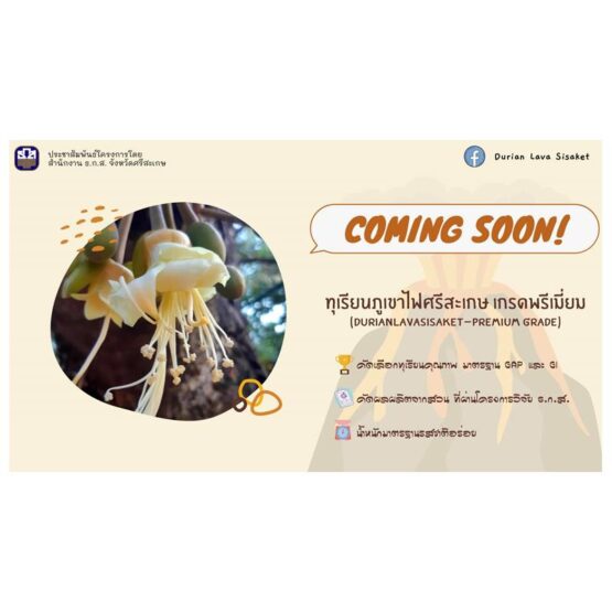 ทุเรียนภูเขาไฟศรีสะเกษ - Image 7