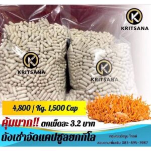 ถั่งเช่าชนิดแคปซูล 1 กิโลกรัม