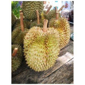 ทุเรียนหมอนทองทรายขาว