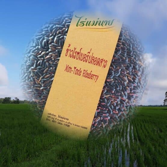 ข้าวไรซ์เบอร์รี่ปลอดสารจากไร่แม่นาย จ.พะเยา - Image 4