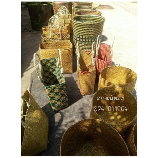 กระจูด - Image 2