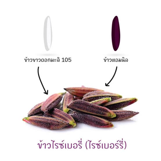 ข้าวไรซ์เบอร์รี่ (Riceberry) - Image 2