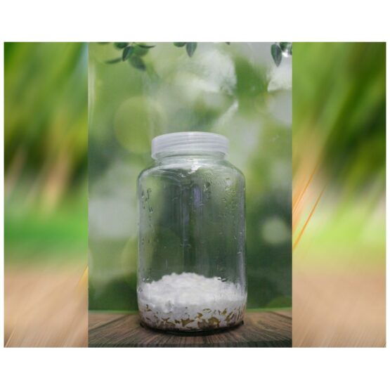 Cordyceps jar (ready to provide light)