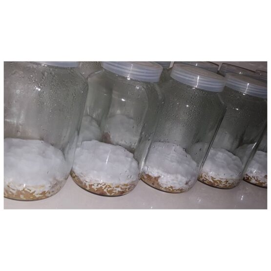 Cordyceps jar (ready to provide light) - Image 2