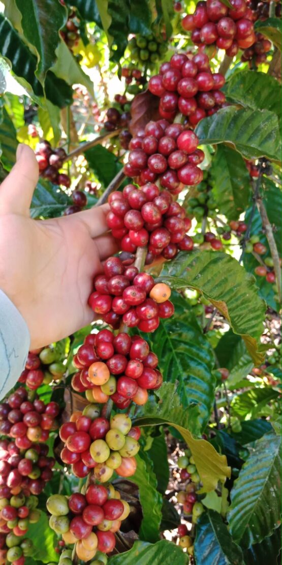 เมล็ดกาแฟคั่วสด โรบัสต้า 100% " LOM CHOY "  (Dark) ขนาด 100 g. - Image 8