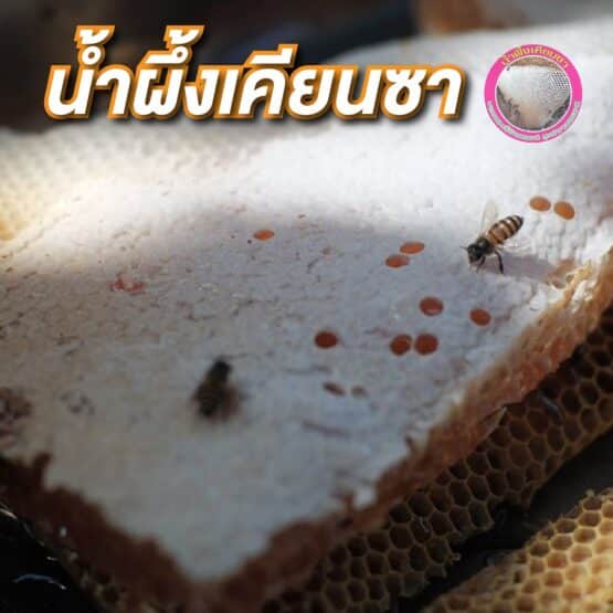 รวงผึ้งแท้ ขนาด 600 กรัม ตรา น้ำผึ้งเคียนซา - Image 2
