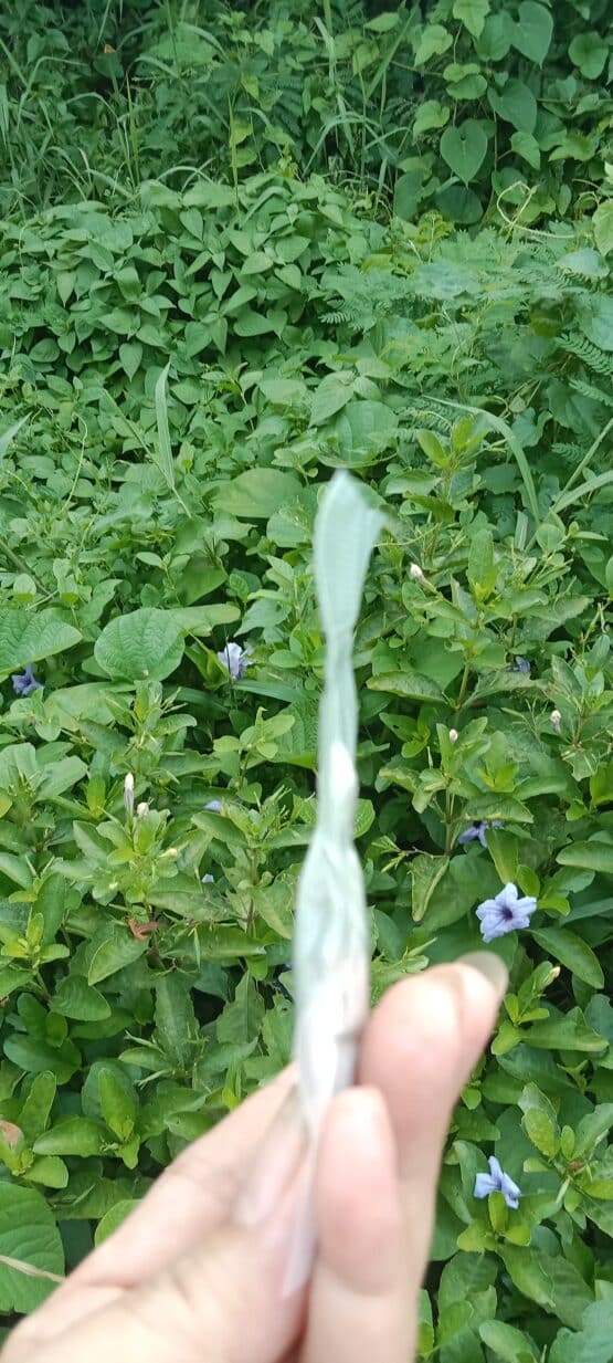 ชาต้อยติ่งปลูกปลอดภัย บรรจุ 7 ซอง สำหรับ 7 วัน ตรา OTOPชาสมุนไพรปลูกปลอดภัยbyศิริ - Image 3