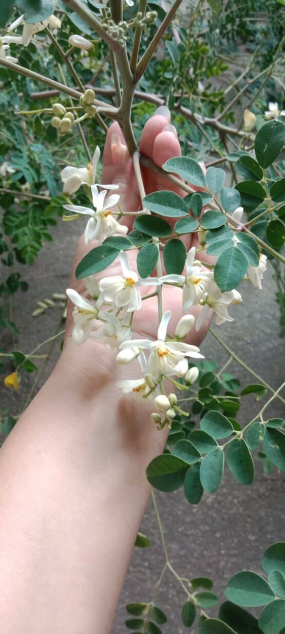 ชาดอกมะรุมปลูกปลอดภัย บรรจุ 7 ซอง ตรา OTOPชาสมุนไพรปลูกปลอดภัยbyศิริ - Image 5