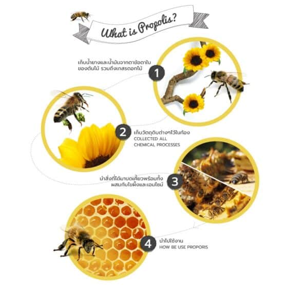 โพรโพลิสสกัดอัดเม็ด จำนวน 90 เม็ด ตรา บีโปรดักส์ไทย (Bee Products Thai) - Image 3