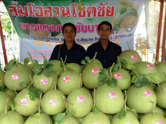 ส้มโอขาวแตงกวา @ สวนโชคชัย - Image 4