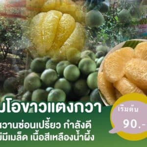 ส้มโอขาวแตงกวา @ สวนโชคชัย