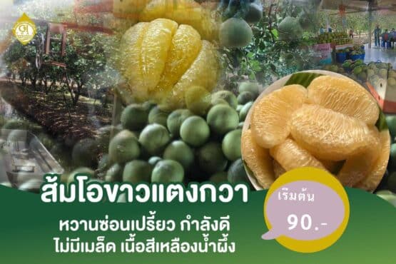 ส้มโอขาวแตงกวา @ สวนโชคชัย