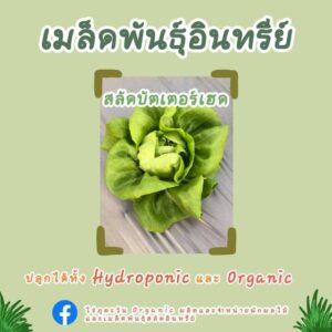 เมล็ดพันธุ์อินทรีย์ สลัดบัตเตอร์เฮด จำนวน 1,500 เมล็ด จาก ไร่ภูตะวันออร์แกนิคฟาร์ม