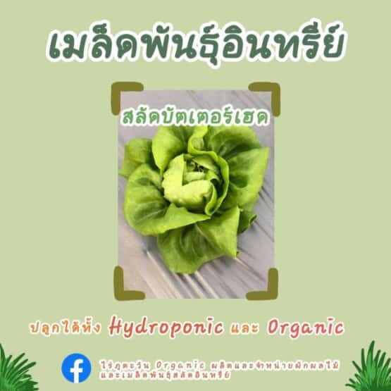 เมล็ดพันธุ์อินทรีย์ สลัดบัตเตอร์เฮด จำนวน 300 เมล็ด จาก ไร่ภูตะวันออร์แกนิคฟาร์ม