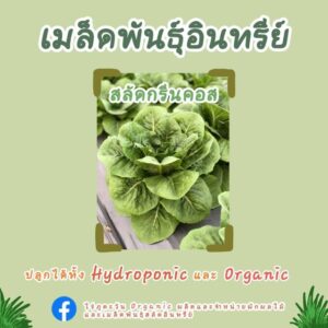 เมล็ดพันธุ์อินทรีย์ สลัดกรีนคอส จำนวน 1,500 เมล็ด จาก ไร่ภูตะวันออร์แกนิคฟาร์ม