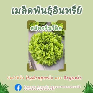 เมล็ดพันธุ์อินทรีย์ สลัดกรีนโอ๊ค จำนวน 1,500 เมล็ด จาก ไร่ภูตะวันออร์แกนิคฟาร์ม