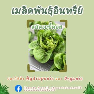 เมล็ดพันธุ์อินทรีย์ สลัดเบบี้คอส จำนวน 300 เมล็ด จาก ไร่ภูตะวันออร์แกนิคฟาร์ม