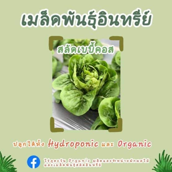 เมล็ดพันธุ์อินทรีย์ สลัดเบบี้คอส จำนวน 1,500 เมล็ด จาก ไร่ภูตะวันออร์แกนิคฟาร์ม