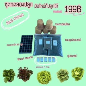 ชุดทดลองปลูกผักอินทรีย์ จาก ไร่ภูตะวันออร์แกนิคฟาร์ม