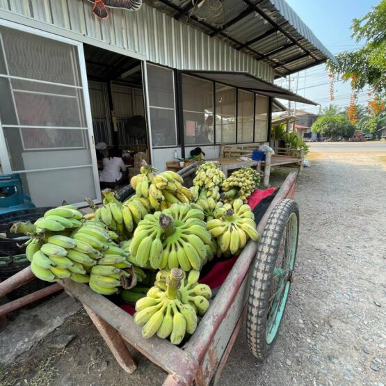 Sweet Banana Chips, original flavor, 500 g. (Mae Arak) - Image 7