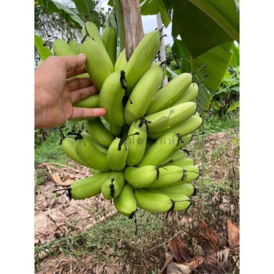 Fired Banana (Fried bark, bark, salt salt), 1,000 g. (Mae Arak) - Image 7